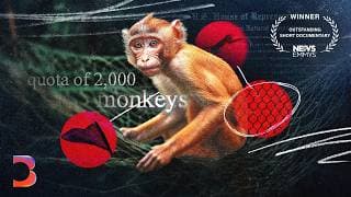 The Dirty Business of Monkey Laundering | Bloomberg Investigates