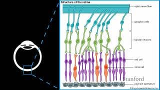 Stanford EE274: Data Compression I 2023 I Lecture 17 - Humans and Compression
