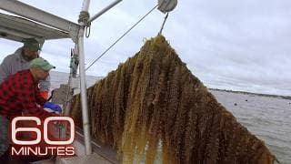 Seaweed | 60 Minutes Archive