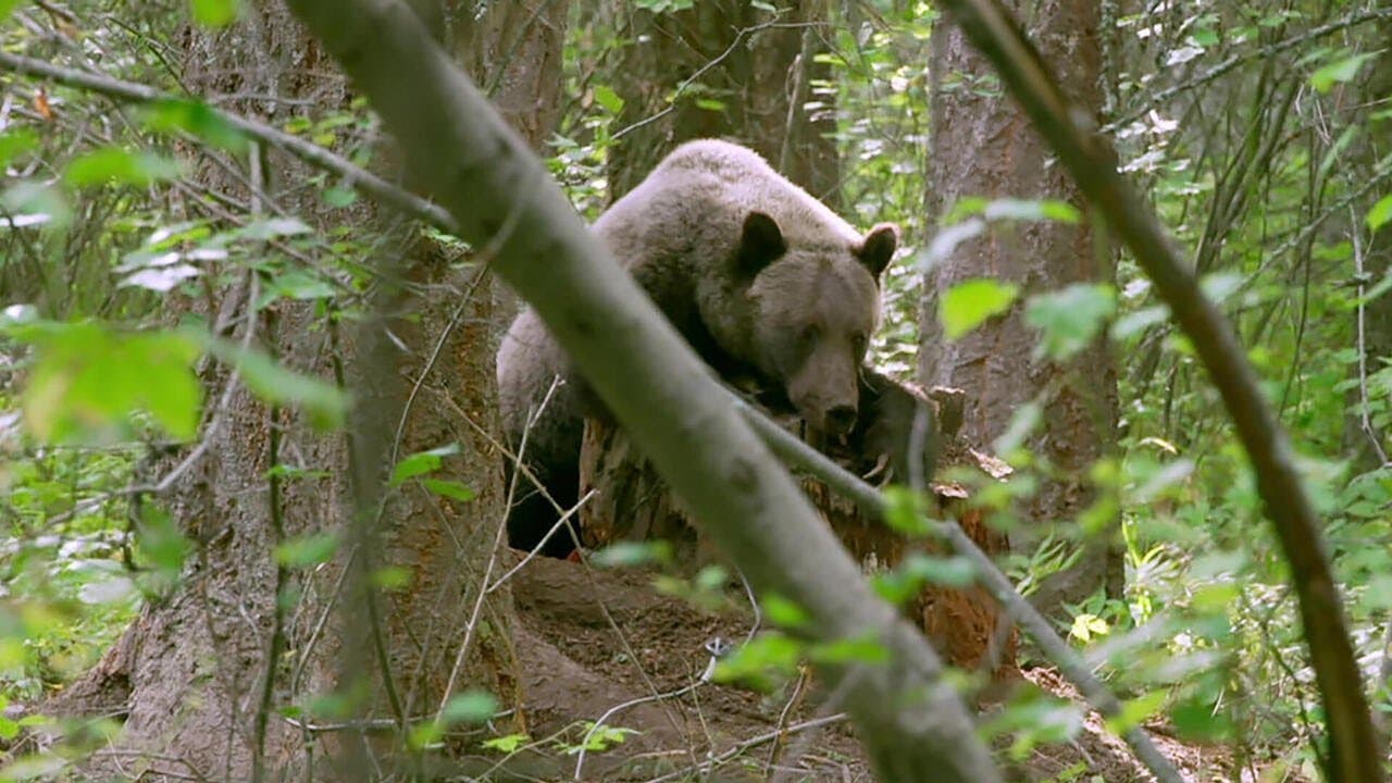 Grizzlies | 60 Minutes Archive