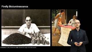 Living Light – What Bioluminescence Teaches Us | Prof. Dr. rer. nat. Stefan Schramm | TEDxFreiburg